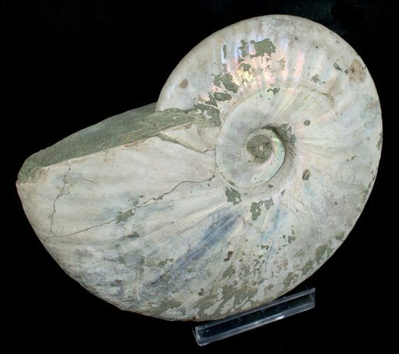 Silver Iridescent Ammonite - Madagascar #5210